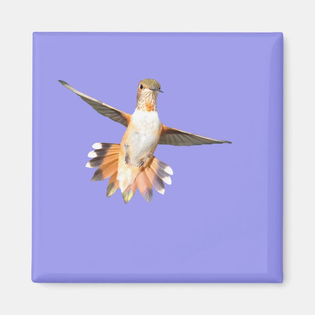 Allen's Hummingbird in Flight Magnet (Front)