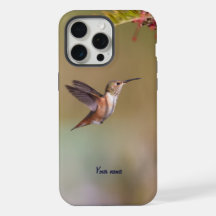 Allen's Hummingbird