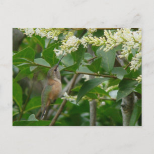 Allen's Hummingbird Postcard