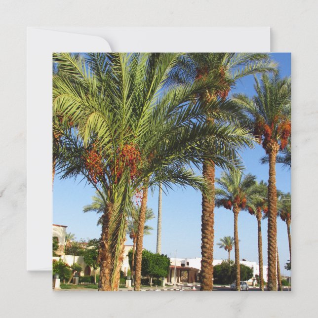 Alley of date palms in the city of Sharm El Sheikh (Front)