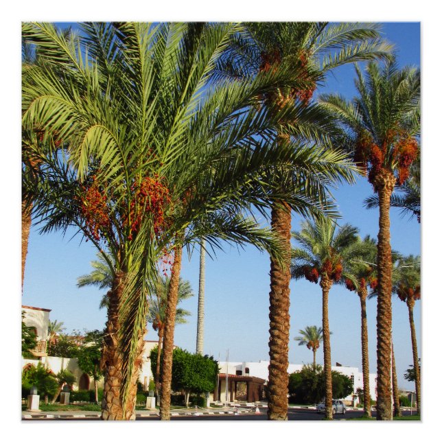 Alley of date palms in the city of Sharm El Sheikh Poster (Front)