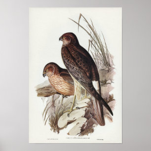 Allied Harrier by Elizabeth Gould Poster