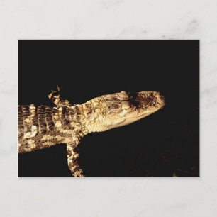 Alligator #1 postcard