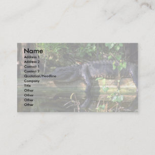 Alligator afternoon, Everglades, Florida Business Card
