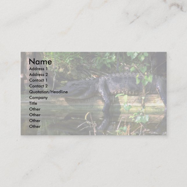 Alligator afternoon, Everglades, Florida Business Card (Front)