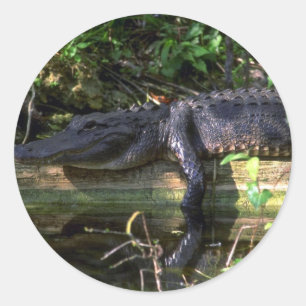 Alligator afternoon, Everglades, Florida Classic Round Sticker