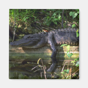 Alligator afternoon, Everglades, Florida Magnet