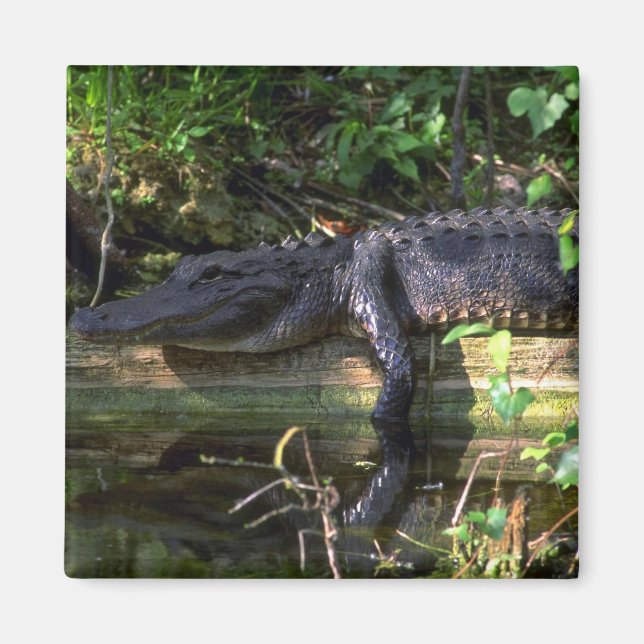 Alligator afternoon, Everglades, Florida Magnet (Front)