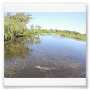 Alligator Alley Photo Print