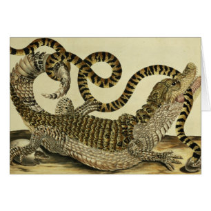 Alligator and Snake, 1730 (coloured engraving)