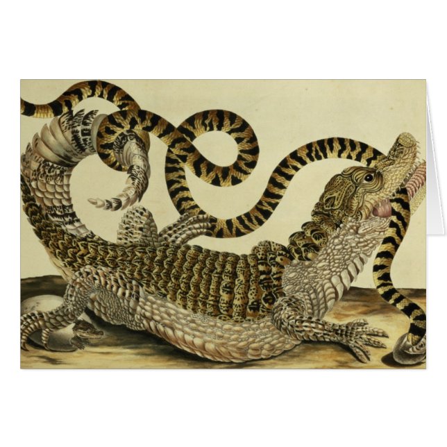 Alligator and Snake, 1730 (coloured engraving) (Front Horizontal)