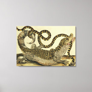 Alligator and Snake, 1730 (coloured engraving) Canvas Print