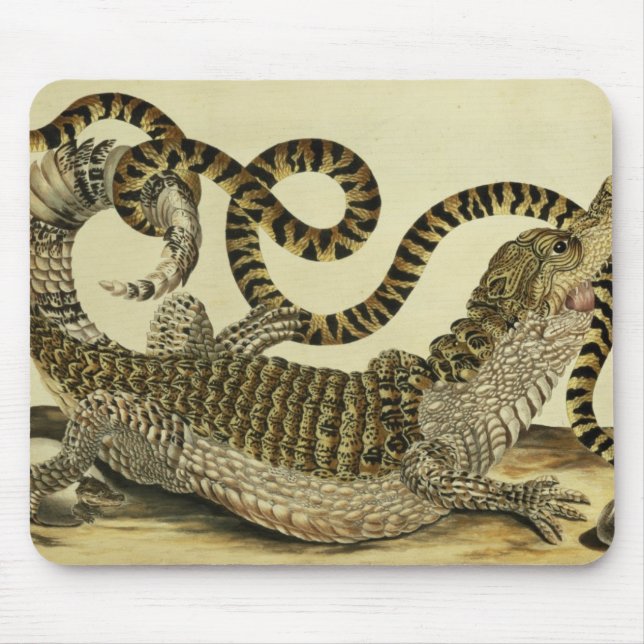 Alligator and Snake, 1730 (coloured engraving) Mouse Mat (Front)