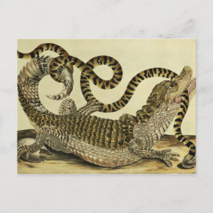 Alligator and Snake, 1730 (coloured engraving) Postcard
