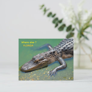 Alligator at florida postcard