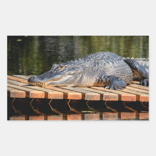 Alligator at Homosassa Springs Wildlife State Park Rectangular Sticker