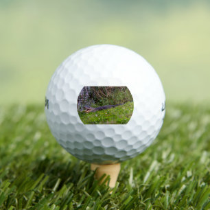 Alligator at Viera Wetlands Florida Photograph Golf Balls