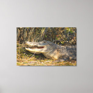Alligator, Canaveral National Seashore, Florida Canvas Print