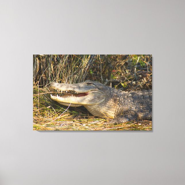 Alligator, Canaveral National Seashore, Florida Canvas Print (Front)