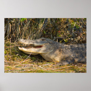 Alligator, Canaveral National Seashore, Florida Poster