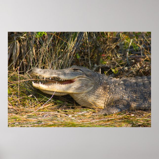 Alligator, Canaveral National Seashore, Florida Poster (Front)