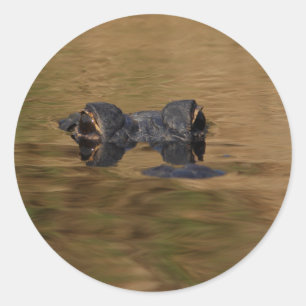 alligator classic round sticker
