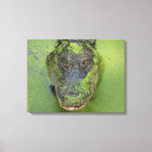 Alligator Close Up Photo, Wildlife Nature Prints