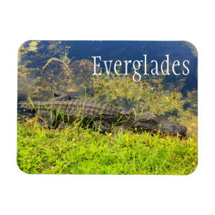 Alligator, Everglades National Park, Florida Magnet