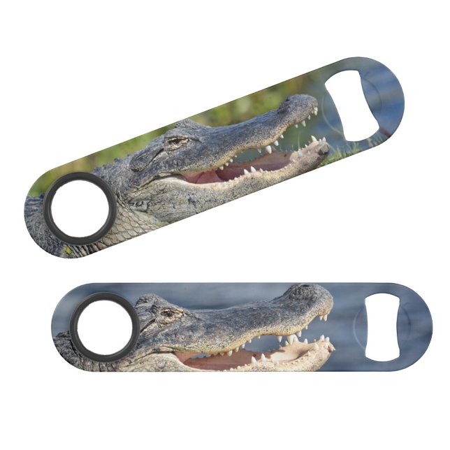 Alligator Florida Everglades Wildlife Fun Photo (Creator Uploaded)