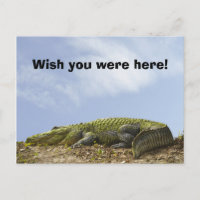 Alligator Florida Sun Photo 'Wish You Were Here'