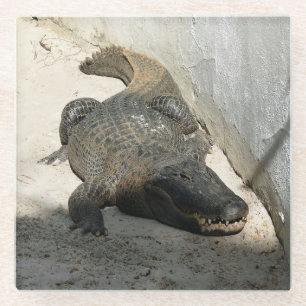 Alligator, Fort Lauderdale, Florida Glass Coaster