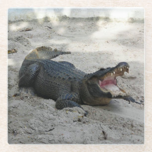 Alligator, Fort Lauderdale, Florida Glass Coaster