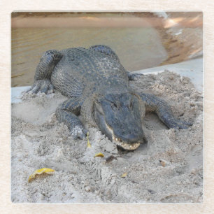 Alligator, Fort Lauderdale, Florida Glass Coaster