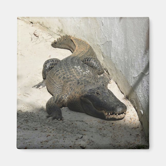 Alligator, Fort Lauderdale, Florida Magnet (Front)