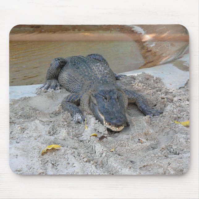 Alligator, Fort Lauderdale, Florida Mouse Mat (Front)