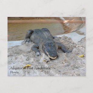 Alligator, Fort Lauderdale, Florida Postcard