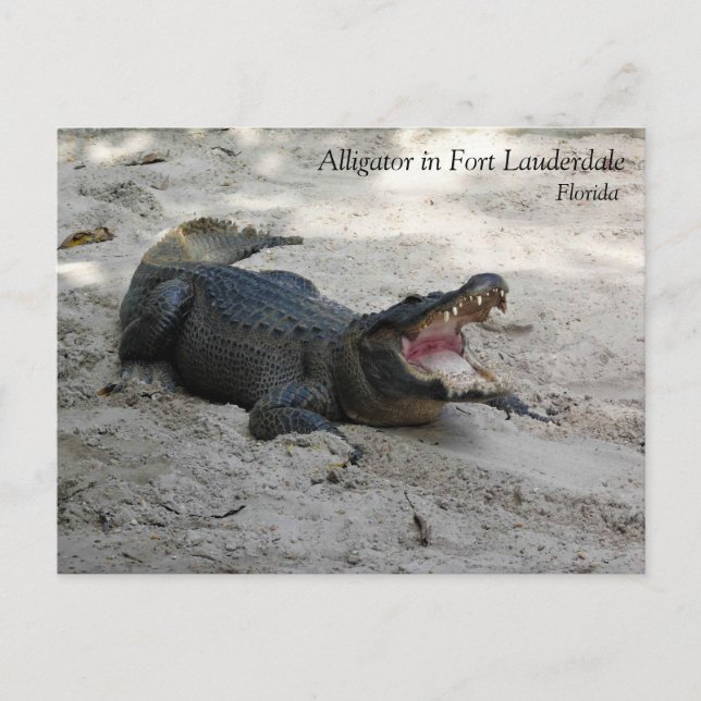 Alligator, Fort Lauderdale, Florida Postcard (Front)