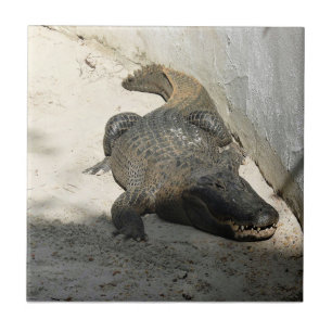 Alligator, Fort Lauderdale, Florida Tile