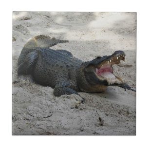 Alligator, Fort Lauderdale, Florida Tile
