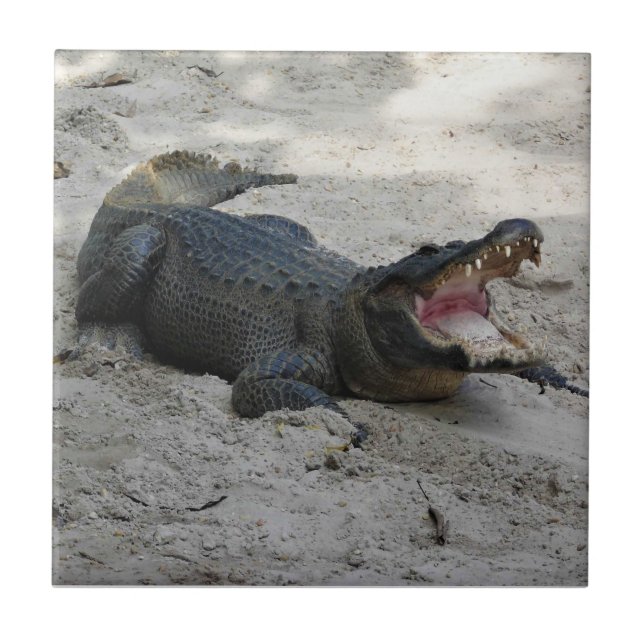 Alligator, Fort Lauderdale, Florida Tile (Front)