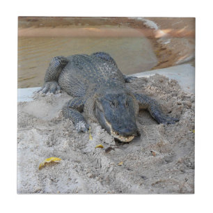 Alligator, Fort Lauderdale, Florida Tile