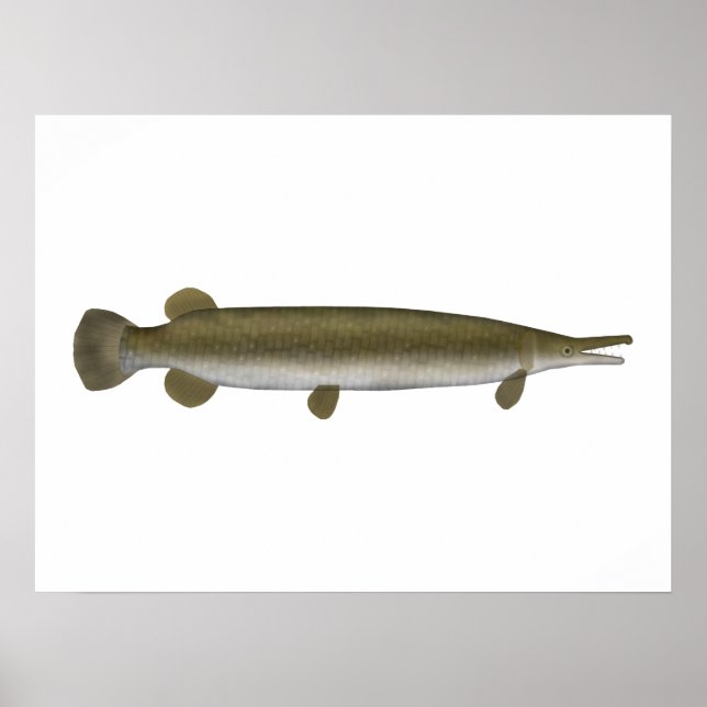 Alligator Gar Poster (Front)