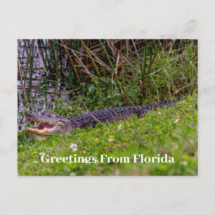 Alligator Greetings from Florida Personalise Postcard