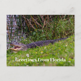 Alligator Greetings from Florida Personalise Postcard