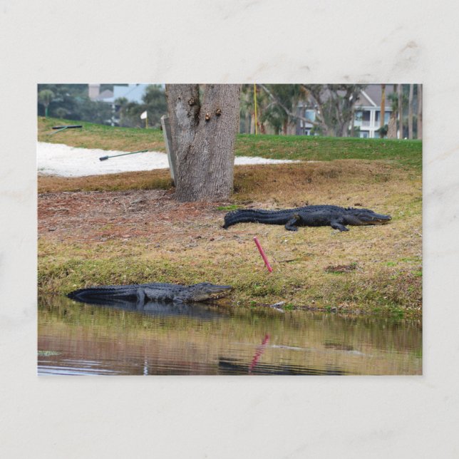 Alligator Hazard on the Golf Course Postcard (Front)
