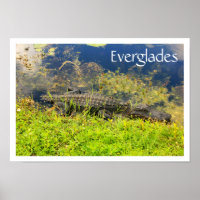 Alligator in Everglades National Park, Florida