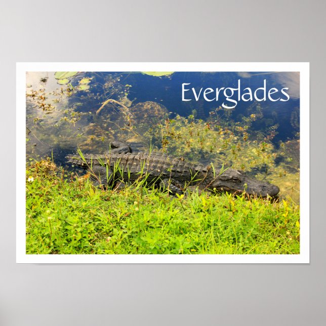 Alligator in Everglades National Park, Florida Poster (Front)