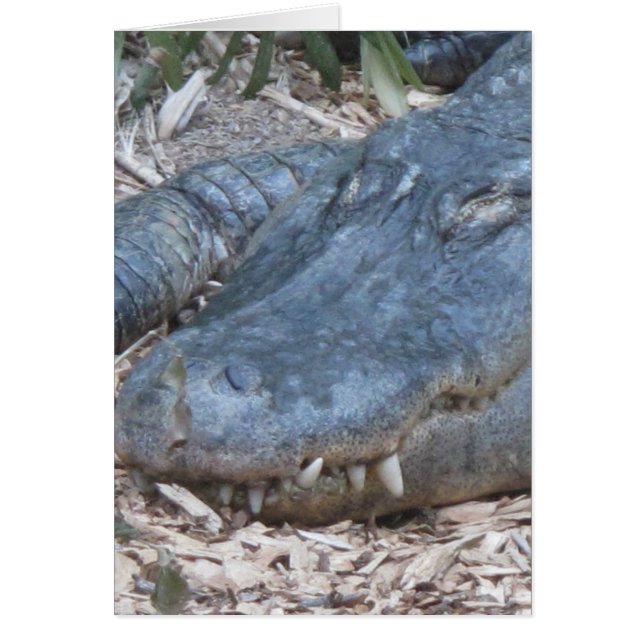 Alligator in its Natural Habitat (Front)