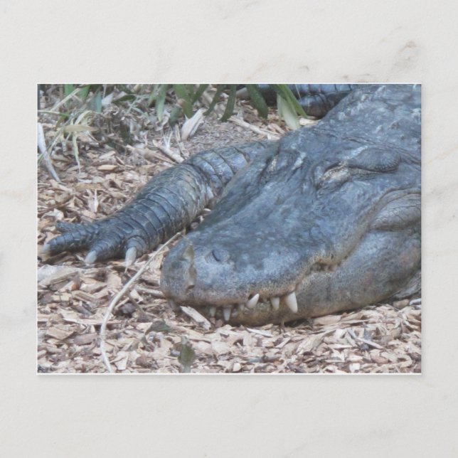 Alligator in its Natural Habitat Postcard (Front)