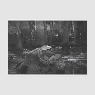Alligator in Swamp   Black and White Tissue Paper